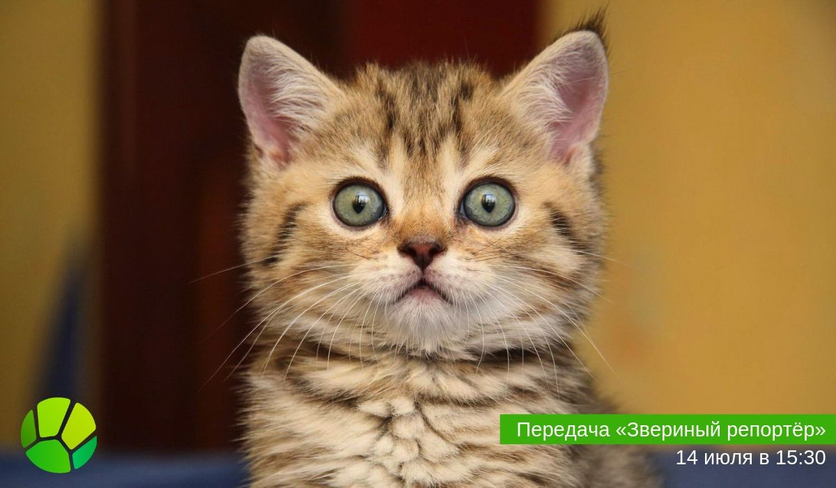 Передача "Звериный репортёр" Передача "Звериный репортёр"