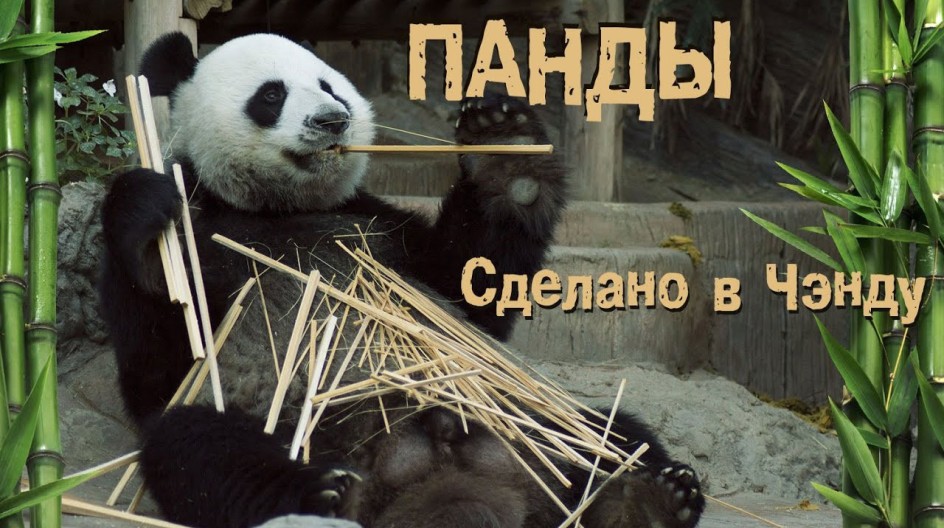 Панды. Сделано в Чэнду смотреть онлайн Панды. Сделано в Чэнду